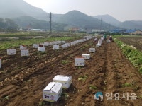 감자 수확 시기조절 재배 실증시험 가져