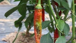 경북도농업기술원 영양고추연구소, 고추 칼라병 예방 당부