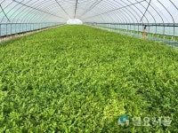 하동 청학 미나리축제...향긋한 봄 향기 일품