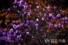 황계폭포의 봄날