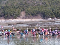 바지락 캐기 체험 '성황'인 고성 삼산면 해명마을