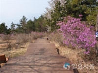 사천시, 각산 정상 경관조성 숲 가꾸기 사업 진행