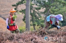 남해군 언포마을, 창선 고사리 수확