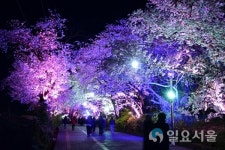 강화는 지금 인산인해 ...고려산 진달래, 강화산성 북문 벚꽃길 행사로
