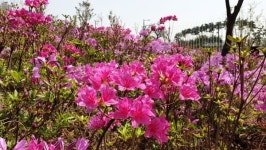 남동구 구월동 아시아드선수촌공원, 화려한 백철쭉 등 5만 여본 활짝