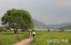 함안군, 강나루생태공원 청보리밭 사진 콘테스트