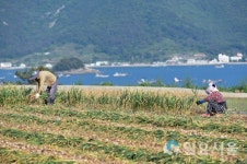 남해군 용소마을, 해풍 먹은 보물섬 남해마늘