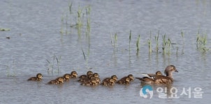 나들이 나온 원앙 새끼