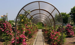 임실군, 사선대에 장미원 조성…사계장미 식재해 색과 향기 뽐내