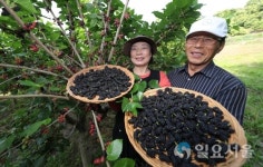 검붉은 오디 수확