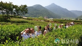 남해군, 야생차 및 오디 수확 체험프로그램 운영