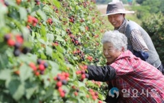 지리산 햇살 머금은 복분자 수확