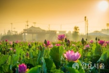 함안 연꽃테마파크 연꽃 사진 공모전 개최