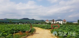 김해칠산서부동, 친환경 연꽃밭으로 시민 초대