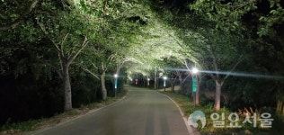 사천시, 조명군총 벚꽃 도로변 야간경관조명 설치로 새단장