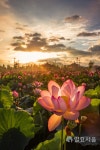 제2회 함안 연꽃테마파크 연꽃 사진 공모전 수상자 발표