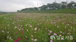 가을 소식 전하는 코스모스 활짝
