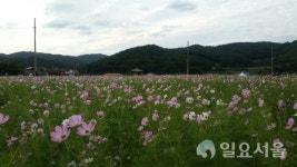 하동 북천 코스모스·메밀꽃 축제 폐막