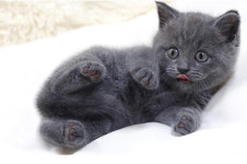 강동·수원·인천점 등 전국에 매장이 분포한 프리미엄 고양이분양 전문샵 도레미캣 인기