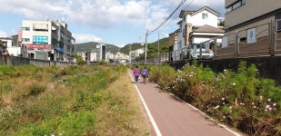 안양시, 삼막천 산책로변 코스모스 길 조성 완료