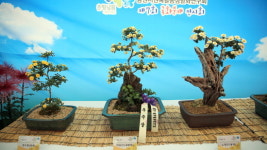 남원 운봉 지리산허브밸리서 국화분재작품 전시회 개최