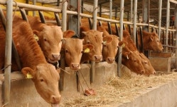 경북도, 경북한우 명품브랜드 육성나선다