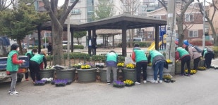 안양시, 안양천변에 봄꽃 2만5천본 심어 봄향기 물씬