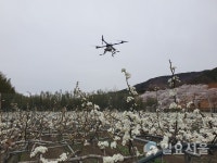 하동딸기 이어 배도 전국 첫 드론 인공수정