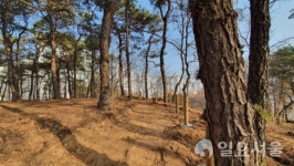 파주시, 2020 유아숲체험원 조성사업 박차