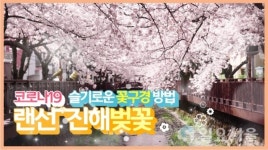 창원시, 코로나19 극복 힐링영상랜선 벚꽃 놀이제작