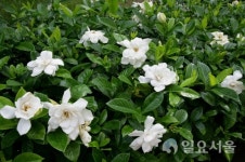 사라져가는 치자꽃 향기 되찾고, 치자열매 소득작목으로 육성