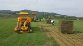 장성군, 명품 장성잔디 명성 잇는다