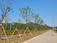 광양시, 신덕로 새로운 명소 걷고싶은 가로수길 탈바꿈