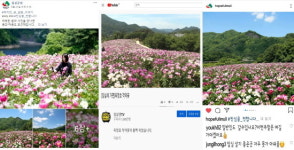 임실군청 페이스북 등 SNS 홍보 톡톡…옥정호 작약꽃·엉겅퀴 농장 홍보