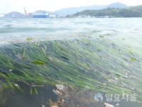 창원시 마산만에 사라졌던 잘피가 돌아왔다