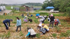 영암 덕진면, 농촌일손돕기로 양파 수확 도와