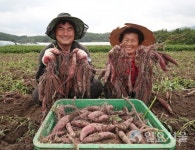 산청 지리산 밤고구마 수확 한창
