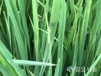 양주시, 벼애나방을 비롯한 병해충 발생량 증가로 긴급 공동방제 실시