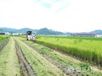 창원시, 경남 최초 모내기 벼 첫 수확