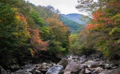 산도 물도 그대도 단풍이어라 피아골 단풍에 물들다