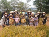 화성시,  가을걷이 논 산책 추수체험 실시