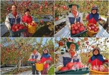 [포토] 지리산 청정골 산청 사과 수확 한창