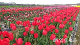 파주시, DMZ 평화농장에 튤립 종구양성 시험