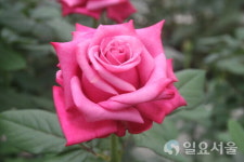 [특별기획] 고양시, 화훼산업 재도약 시동...최첨단 생산시설 구축, 장미 등 신품종 육성