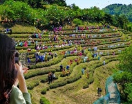 [김경은 여행작가의 미리가는 K-페스티벌-⑰] 전남 보성 다향대축제