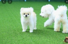 [김경은 여행작가의 미리가는 K-페스티벌-28] 경북 구미 펫캉스