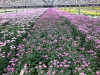 충남개발 국화신품종 일본시장 점령 나서