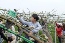 어린이와 ‘배꽃 축제’ 열어