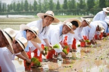 권농일 풍년농사 기원 ‘손 모내기’