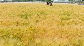 망종 앞둔 충북농업기원 보리 연구 포장